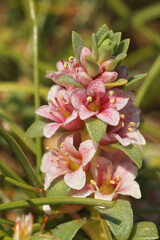 Poster - Vertical closeup on a pink flowering sea milkwort, Glaux maritima