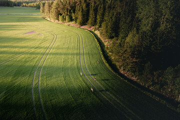 Poster - Aerial view of wild deer in the green field near a forest