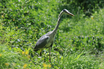 Wall Mural - Ardea Cinerea in the forest, sunny day