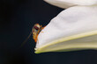 blomfluga på vit lilja