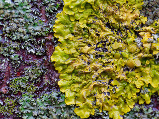 Wall Mural - Macro photo of a tree bark overgrown with leafy lichen