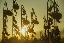 Vintage Withered Sunflowers In The Summer Field