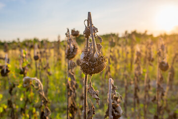 Sticker - Vintage withered sunflowers in the summer field