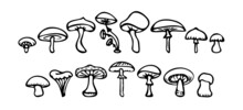 Vector Mushrooms And Forest Symbols On A White Background. Set Of Vector Hand-drawn, Doodles Mushrooms. Icons Isolated On White Backgroun For Recipes, Design Menu, Packages. Vector Design Elements.