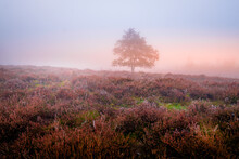 Misty Morning With Tree In Moorland