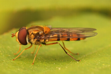 Poster - Closeup of the marmalade hoverfly, Episyrphus balteatus on a gre