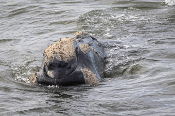 Ballena franca austral