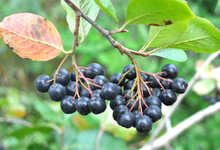 Branch Of Chokeberry (Aronia Melanocarpa) With Fruit