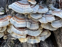 Turkey Tail Mushrooms On A Tree