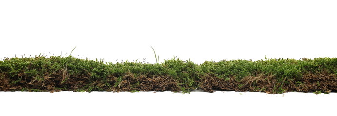 green moss and grass isolated on white background and texture, side view