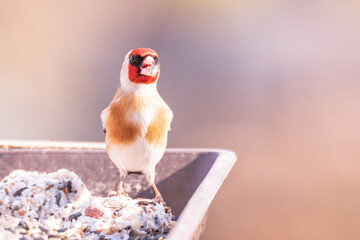 Sticker - European goldfinch perching on a seeds feeder against a white background