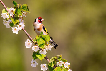 Sticker - Goldfinch or carduelis carduelis perched on a tree branch with white blossoms in springtime