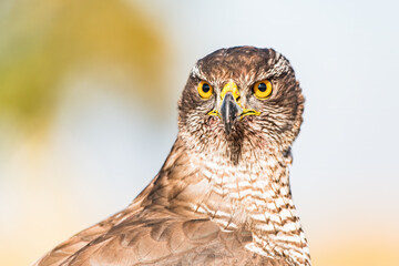 Poster - Fierce-looking Northern goshawk against a blurred background