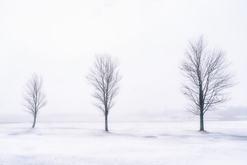 Wall Mural - Maple trees in a frozen foggy landscape.