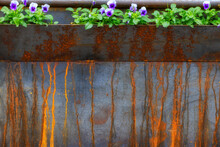 Steel Planters With Violets Planted In Them.