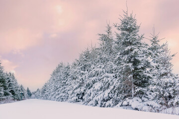 Wall Mural - Rows of coniferous trees in a winter landscape.