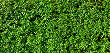 Background Of Small Hedge Leaves.