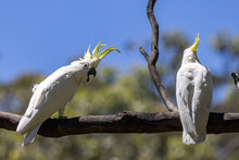 Australian Sulphur-crested Cockatoo With Crest Erect