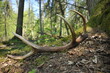 Deer antlers lost by a bull deep in the forest. Sharp shining arrowheads in the undergrowth.
