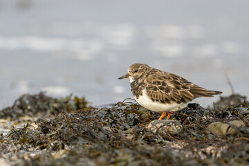 Wall Mural - Closeup shot of a ruddy turnstone bird foraging on a rocky coast in Scotland