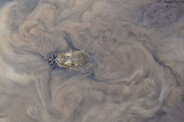 Top view of mating frogs on shallow waters