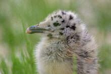 Closeup Shot Of A Lesser Black-backed Gull Chick On A Field