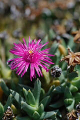 Sticker - Closeup on the purple flower of the South African ice plant, Ruschia pulvinaris