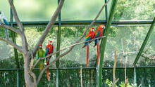 Group Of Parrots, Parrots And Macaws On A Tree In Captivity
