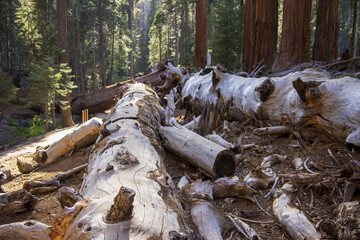 Poster - Shot of cut trunks in the Trail of 100 Giants in Southern California