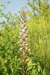 Canvas Print - Vertical closeup on a woolly or Grecian foxglove, Digitalis lanata