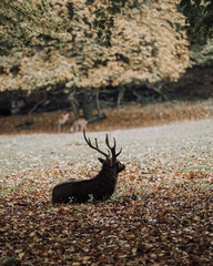 Poster - Beautiful scene of a deer sitting on the grass covered with fallen leaves in autumn