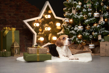 Wall Mural - beagle dog near the new year tree. A pet in a Christmas decoration. Animal in the interior