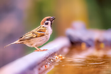 Sticker - Eurasian sparrow on the edge of a garden pool against a blurred background