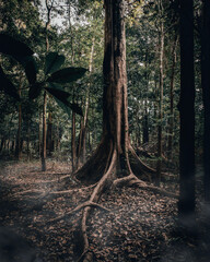 Amazon Forest