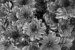 A black and white image is a close up of dahlia flowers at a Farmers Market, offering a natural texture background showing blooms edged in white.
