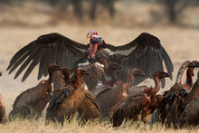 Vultures Feeding On A Carcass With Its Heads Covered In Blood While Jackal Is Trying To Steal Some Meat.
Etosha Nature Reserve In Namibia
