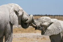 Elephant Loving Embrace After Covering In Mud To Protect From The Scorching Sun In The Etosha Pans In Namibia
