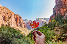 View Of A Red Flower In A Hand And Rocky Cliffs In Zion National Park Springdale USA With A Blue Sky
