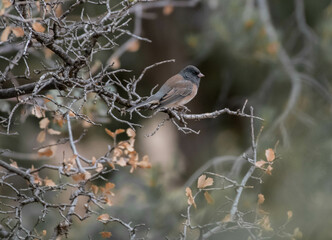 Sticker - Shallow focus of a White-winged junco bird on a twig in the park with a blurred background