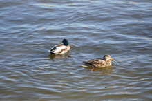 Pair Of Mallard Ducks Swimming In A Lake