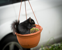 Black Squirrel In Plant Pot