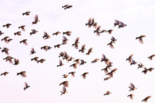 Flock Of Flying Sparrows Against A White Sky