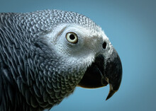 Closeup Of The Head Of An African Grey Parrot Looking Sharp