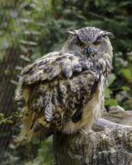 Sticker - Shallow focus of an Eurasian eagle-owl looking with blurred trees in the background