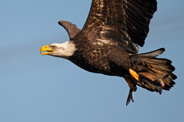 Wall Mural - Bald Eagle in Flight with Large Fish