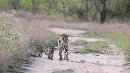 Wall Mural - Wide shot of a female leopard and her two tiny cubs walking in the road towards the camera, Greater Kruger.