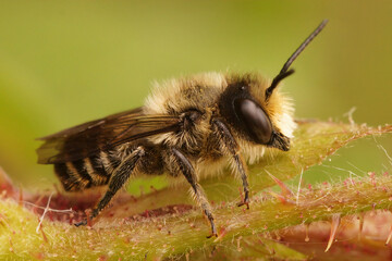 Sticker - Lateral coseup on a male Patchwork leafcutter bee, Megachile centuncularis,