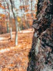 Wall Mural - Vertical closeup of the tree trunk in the autumn forest.