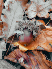 Sticker - Vertical closeup of the autumn foliage with acorn.