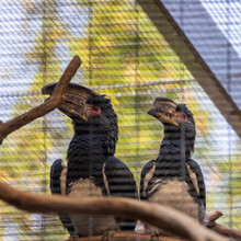 Closeup Shot Of Trumpeter Hornbill (Bycanistes Bucinator) Birds Perched On The Branch In The Cage